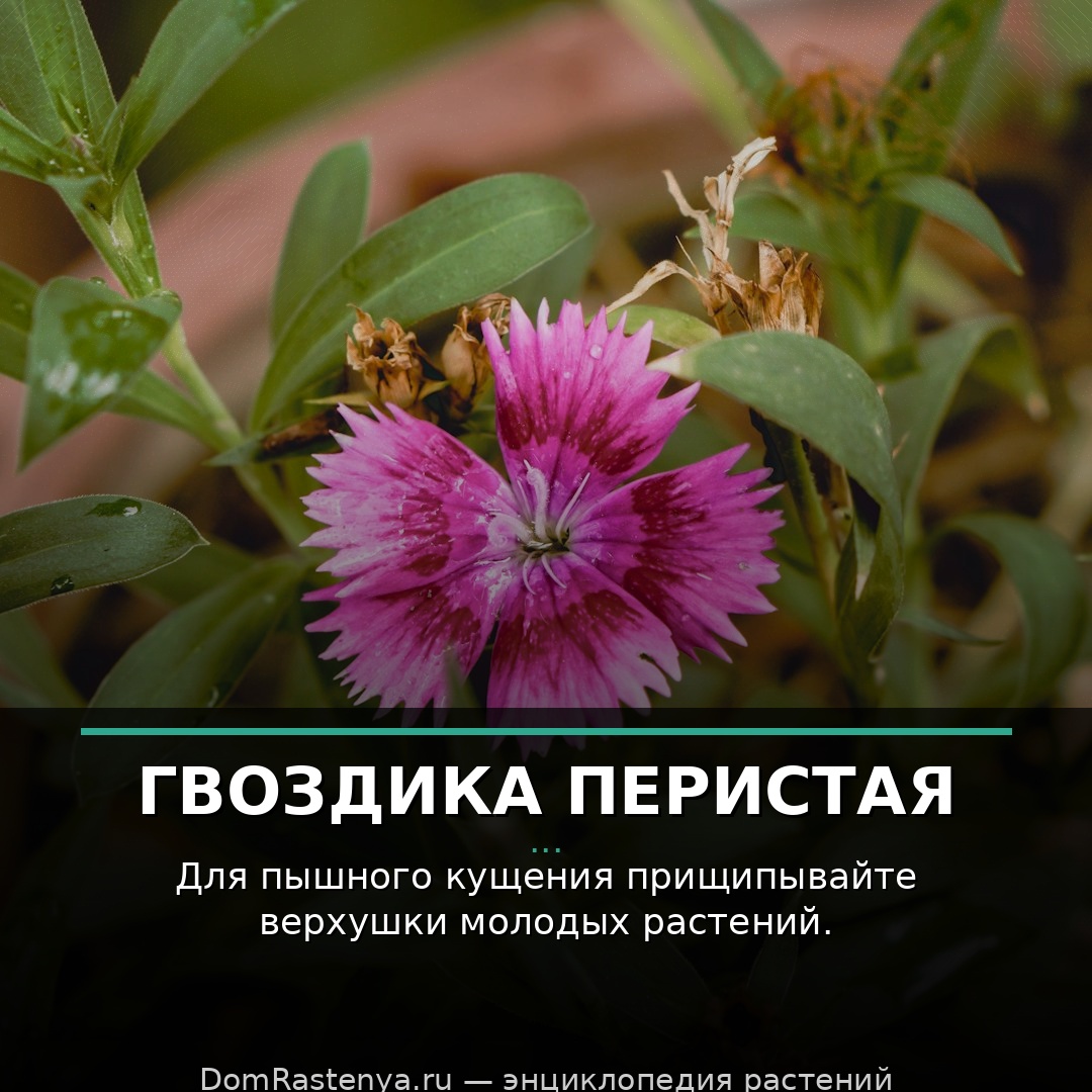 Гвоздика перистая