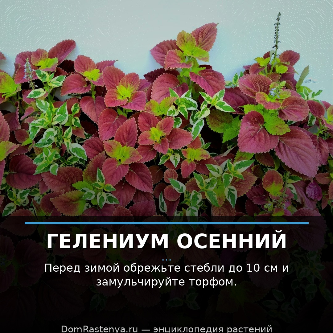 Гелениум осенний