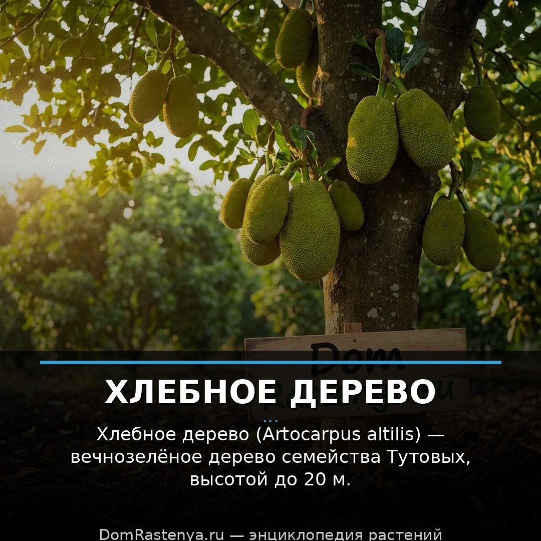 Хлебное дерево