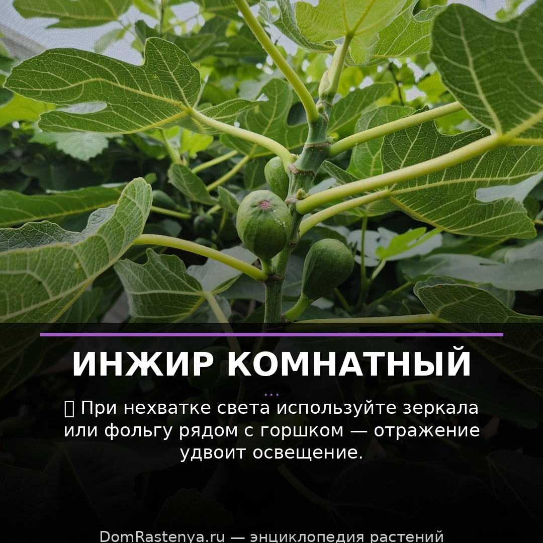 Инжир комнатный
