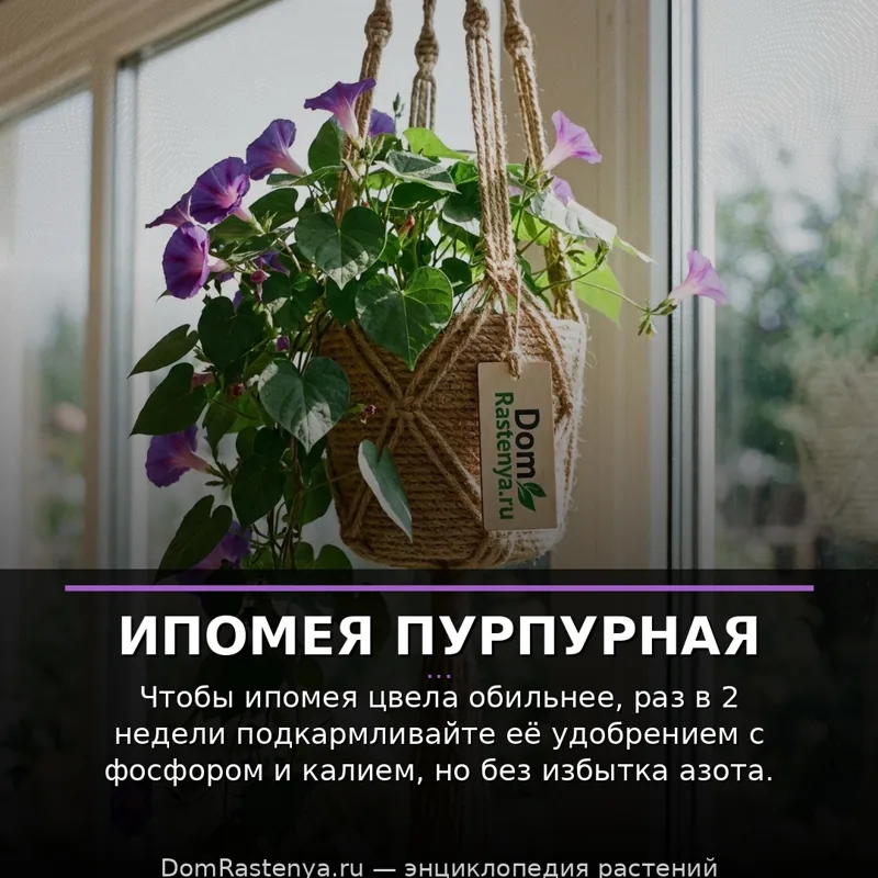 Ипомея пурпурная