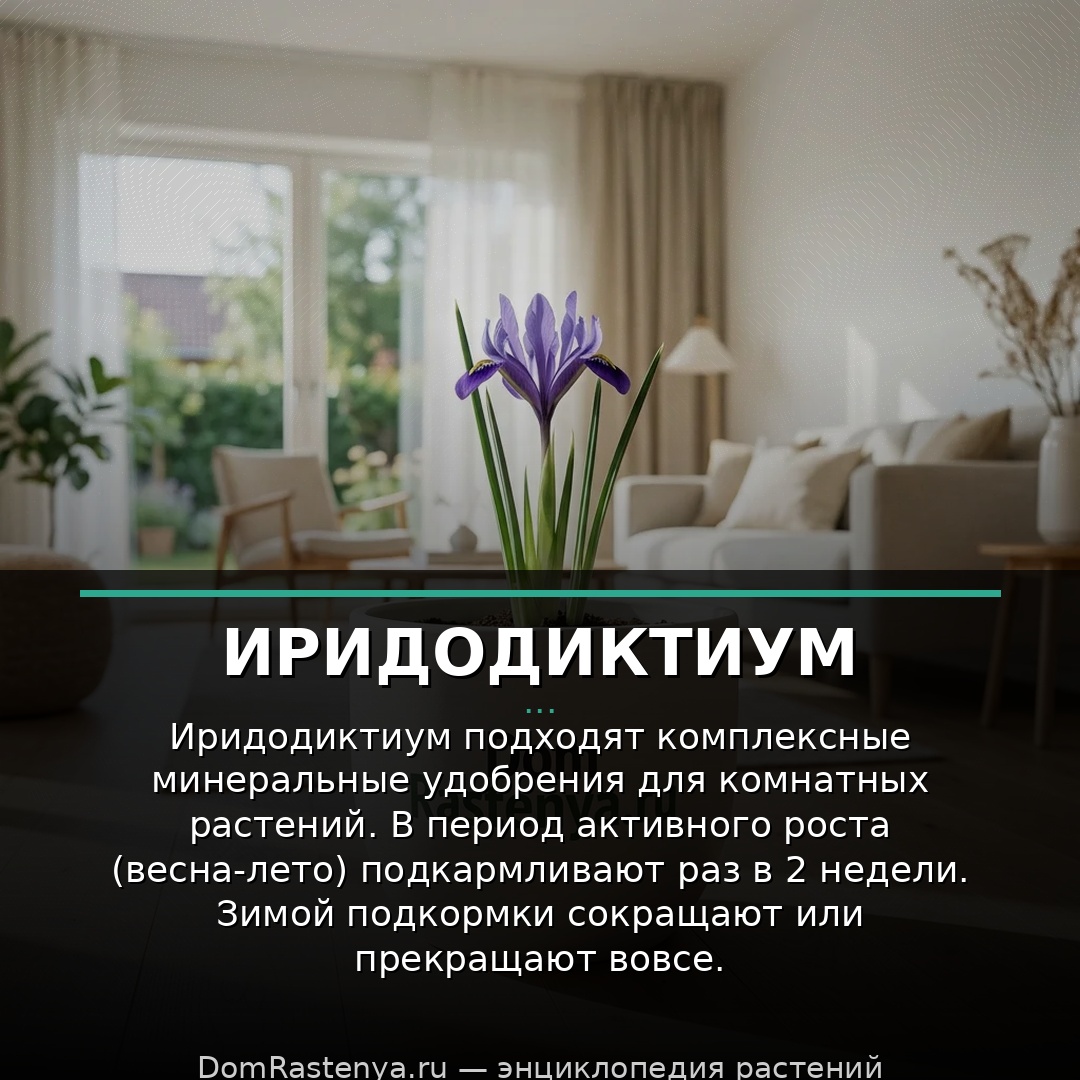 Иридодиктиум