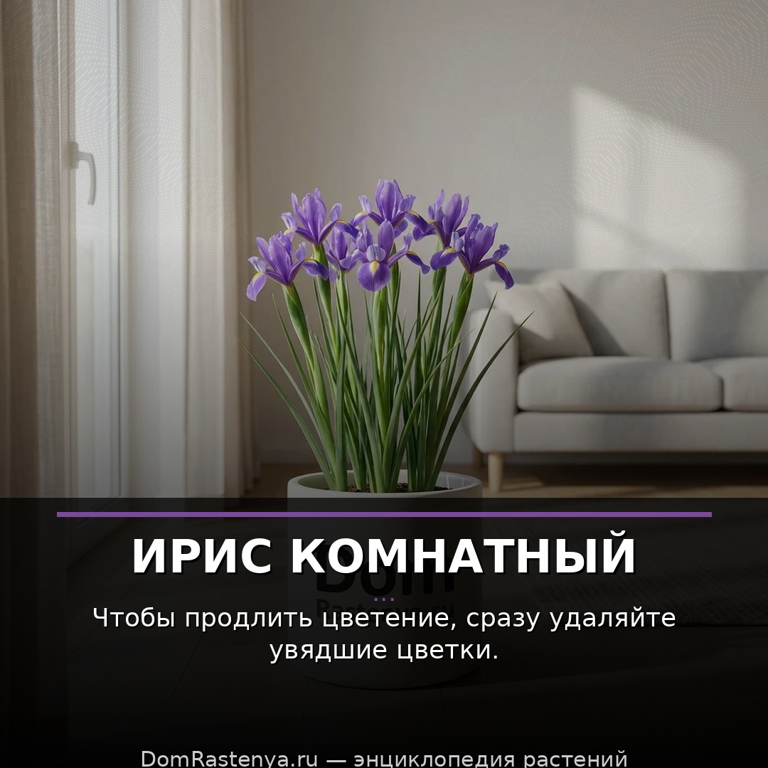 Ирис комнатный