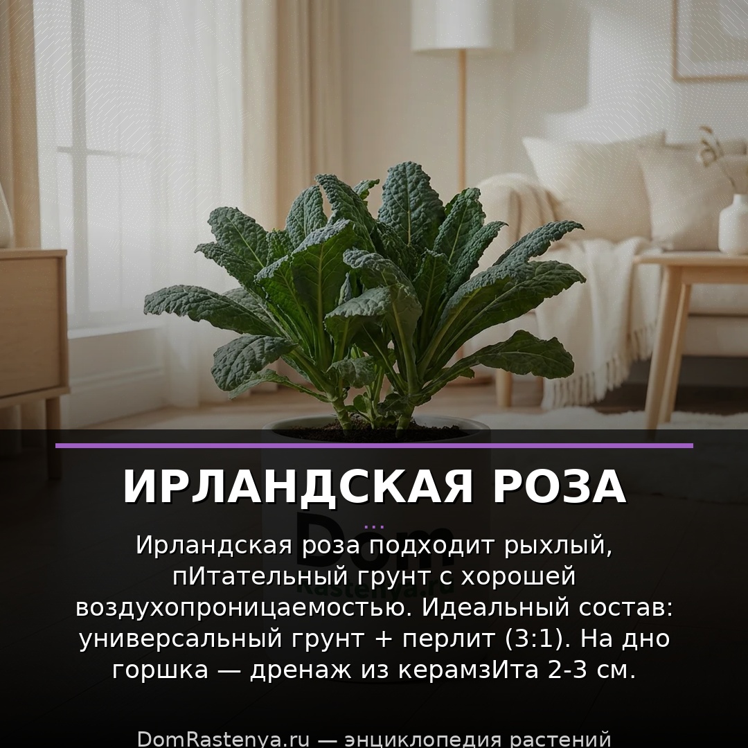 Ирландская роза