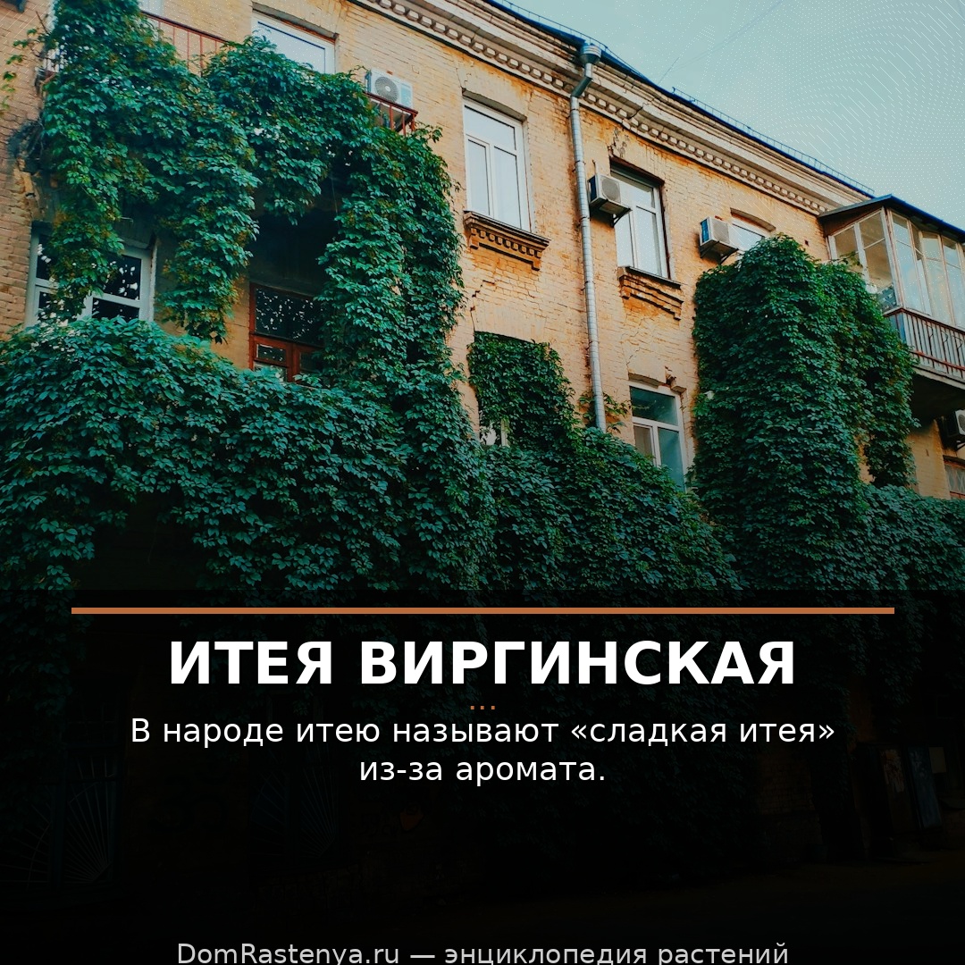 Итея виргинская