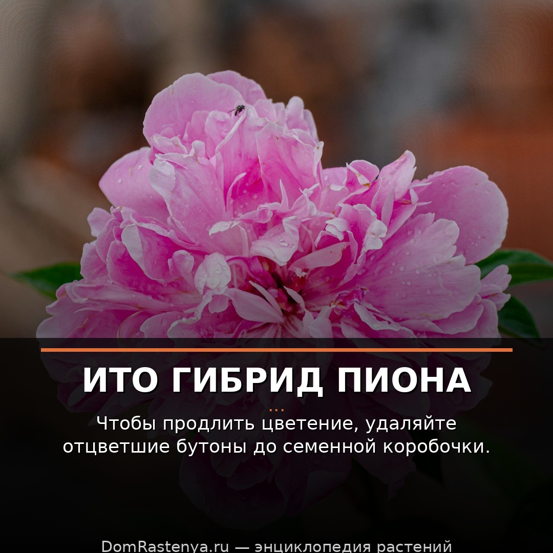 Ито гибрид пиона