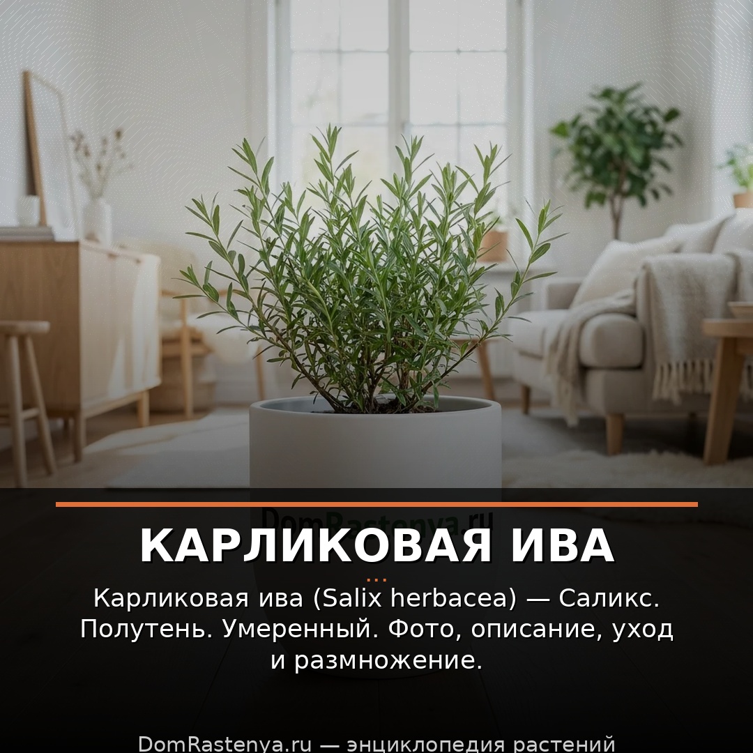 Карликовая ива