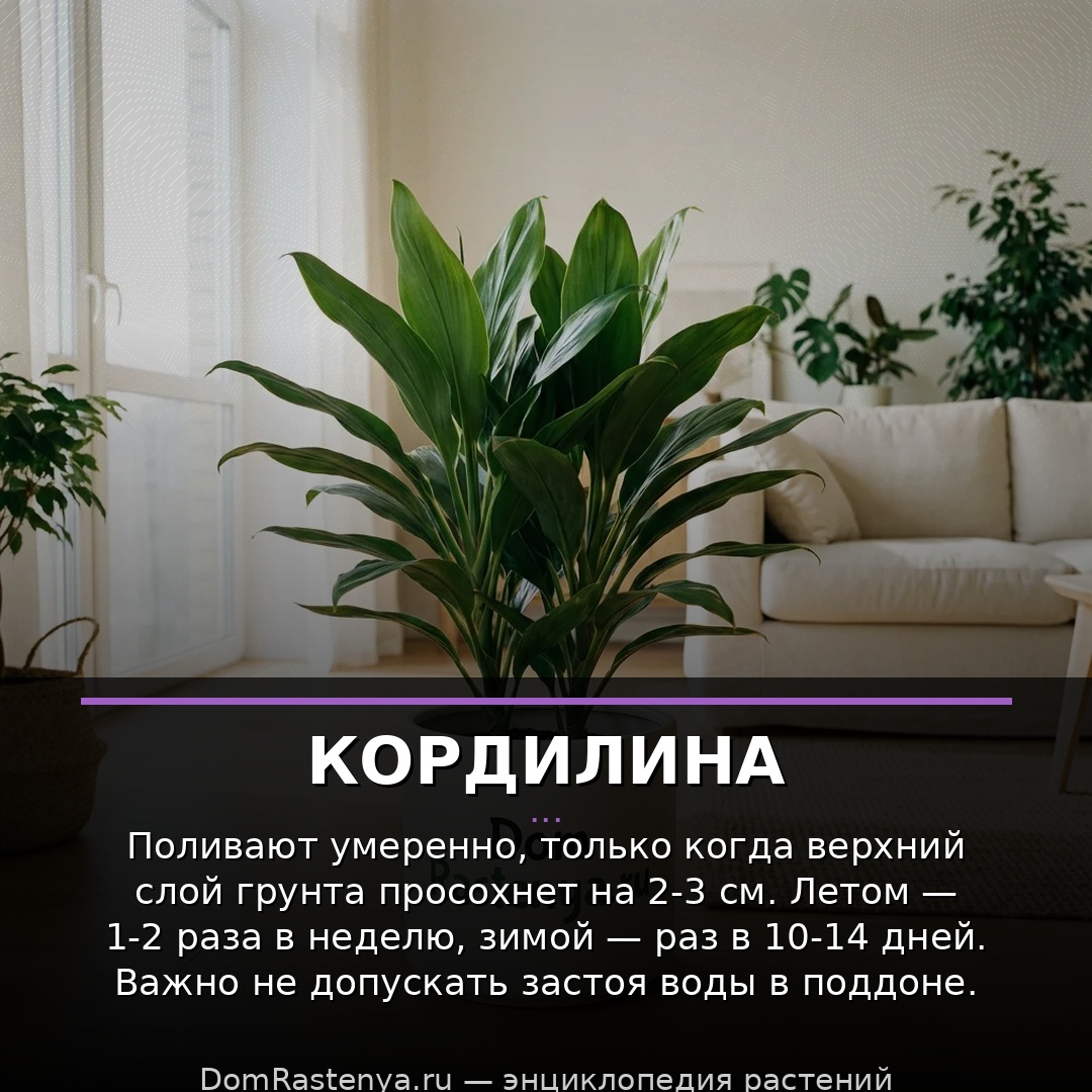 Кордилина