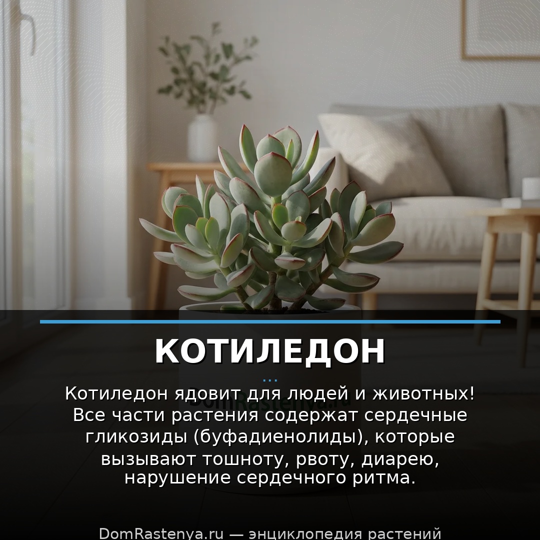 Котиледон