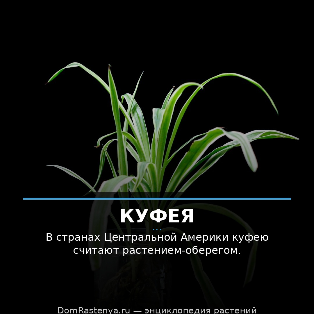 Куфея