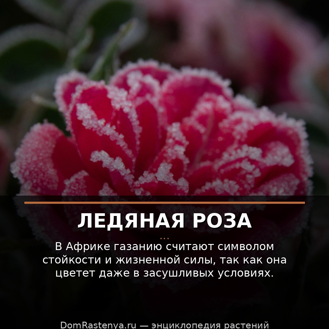 Ледяная роза