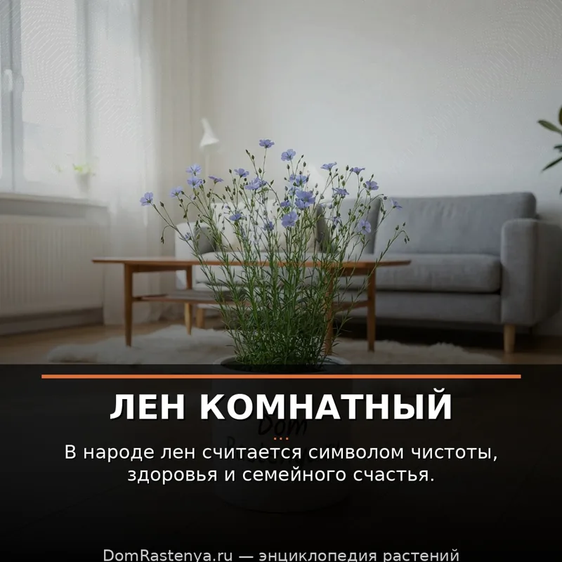 Лен комнатный