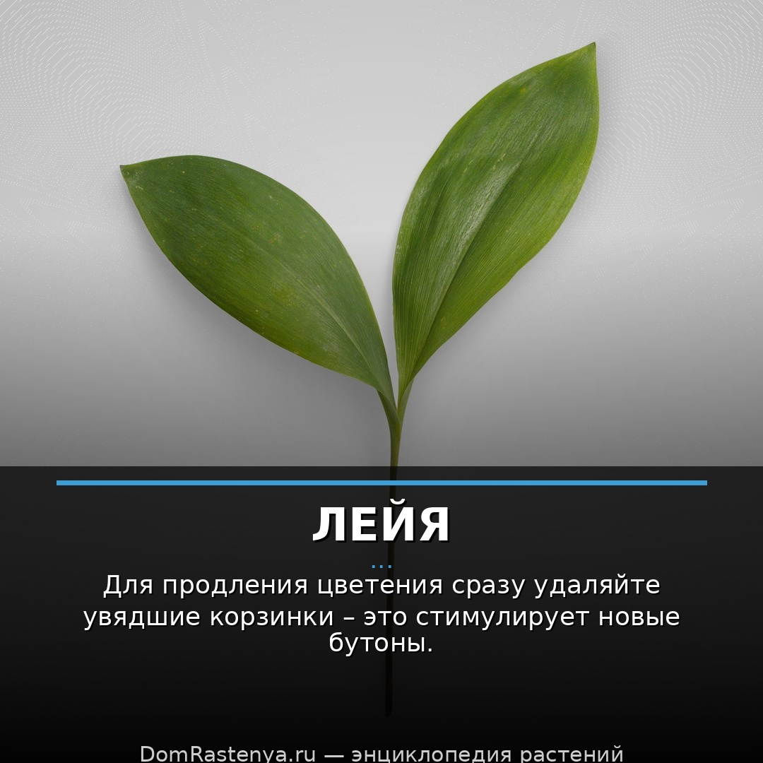 Лейя
