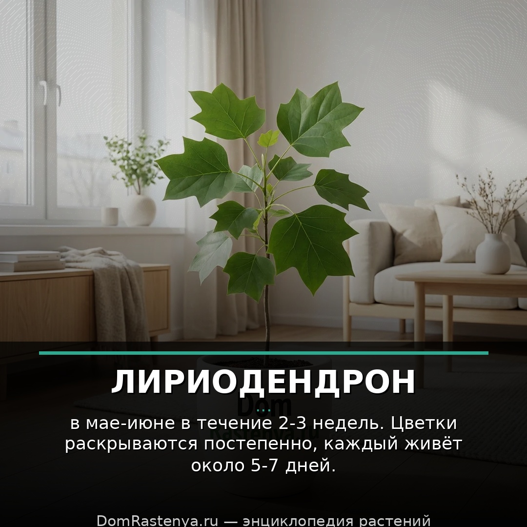 Лириодендрон