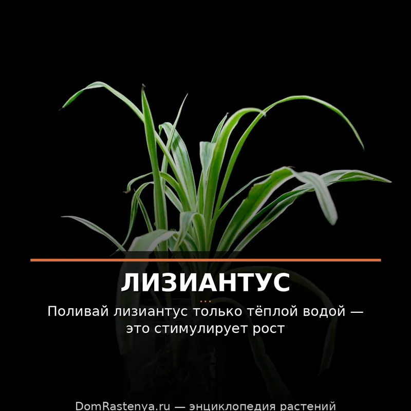 Лизиантус