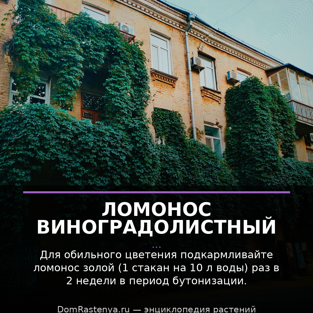 Ломонос виноградолистный
