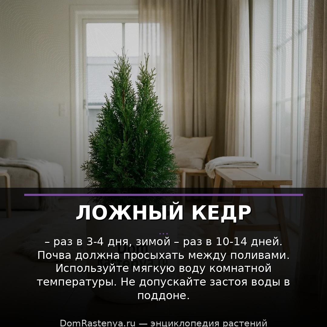 Ложный кедр