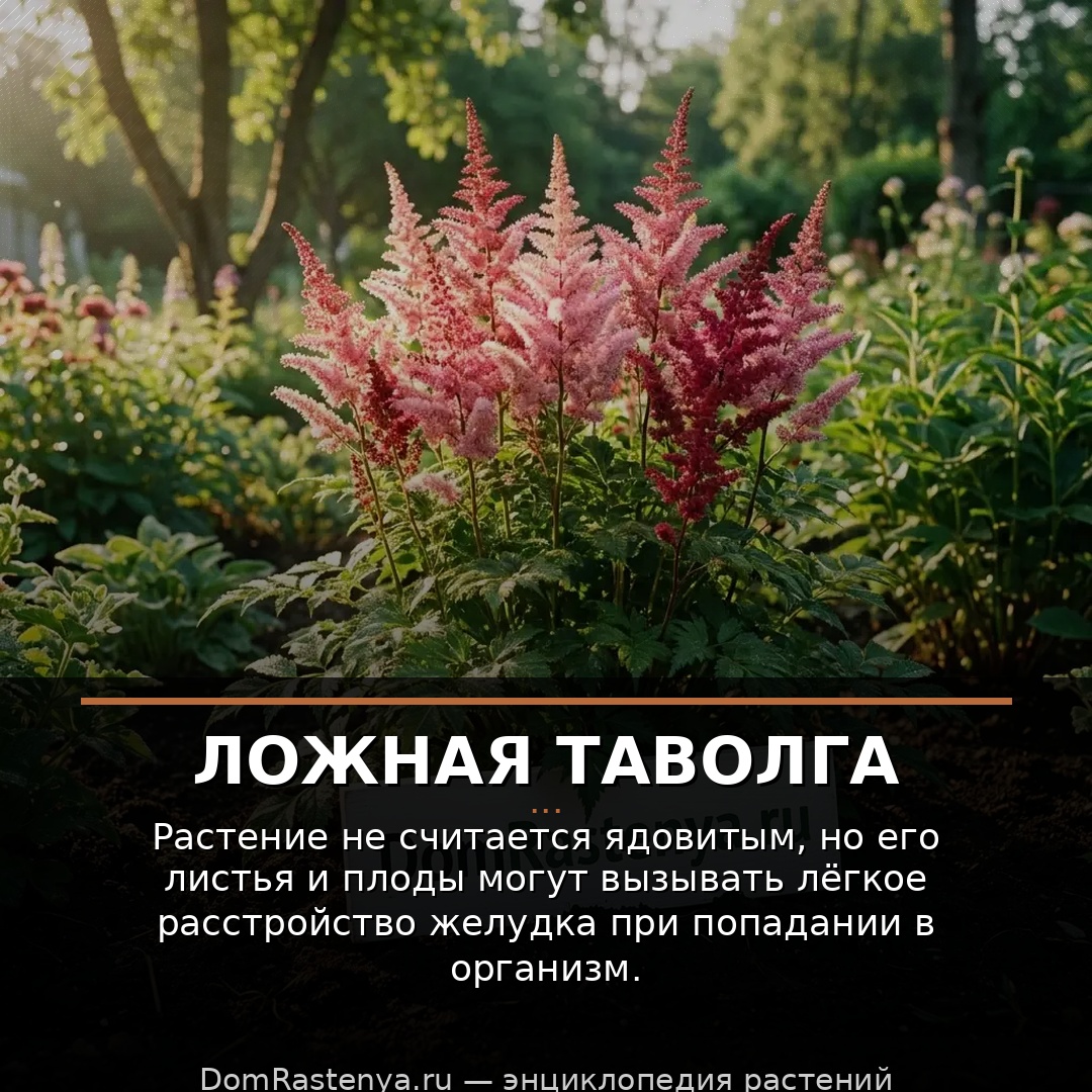 Ложная таволга