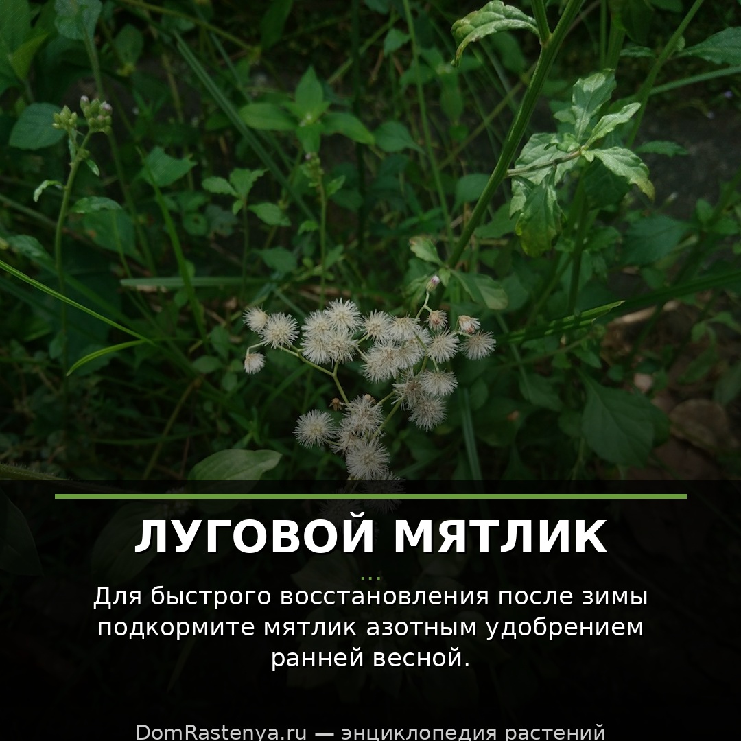 Луговой мятлик