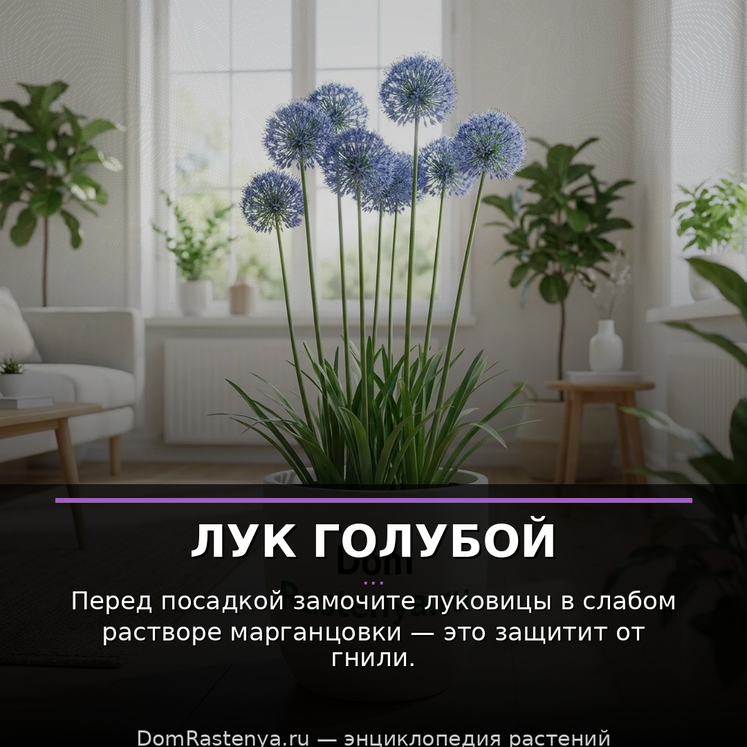 Лук голубой