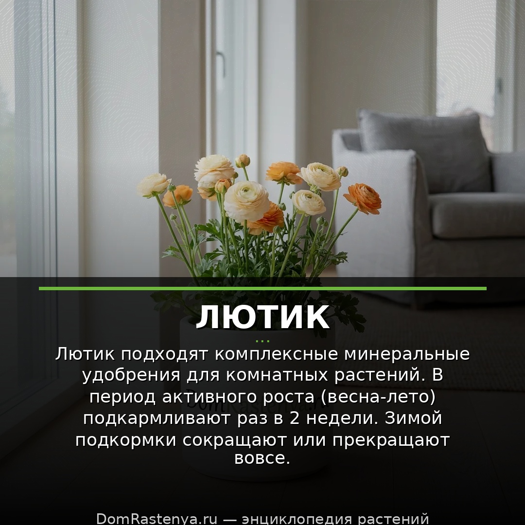 Лютик