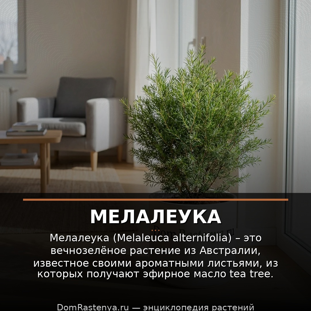 Мелалеука