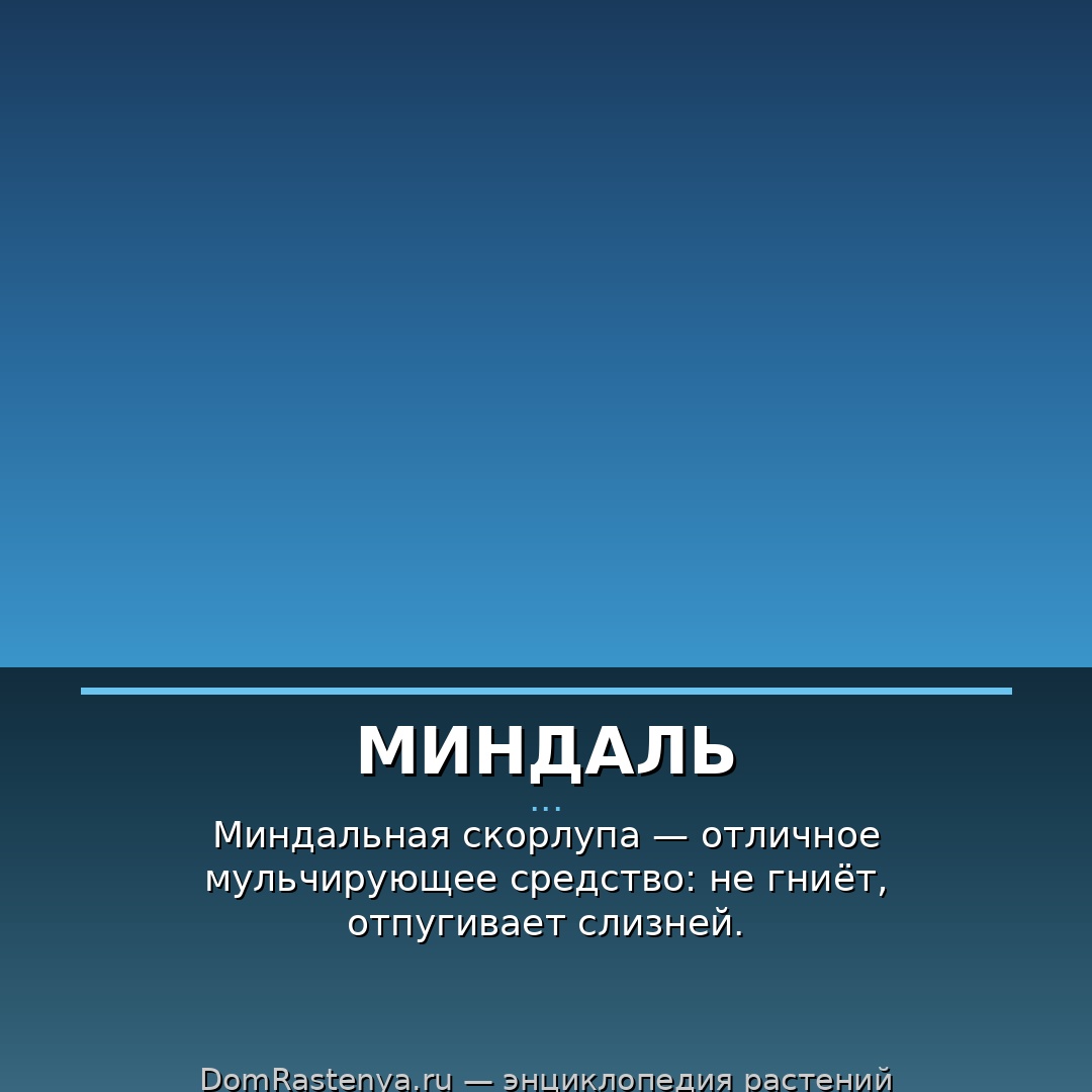 Миндаль
