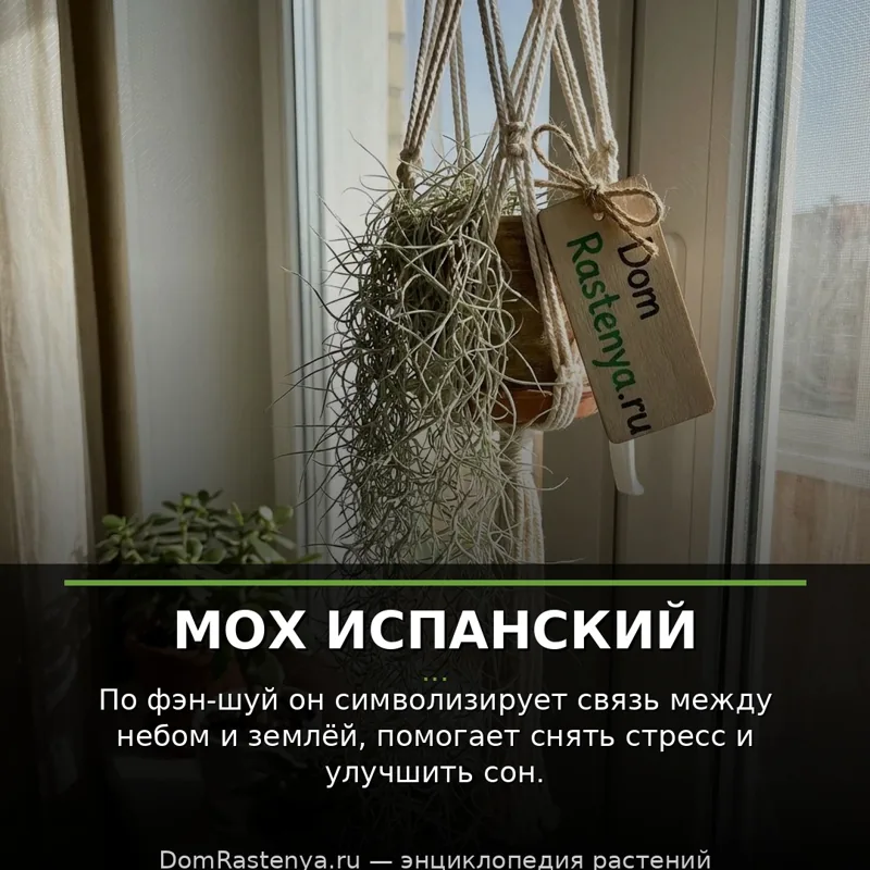 Мох испанский