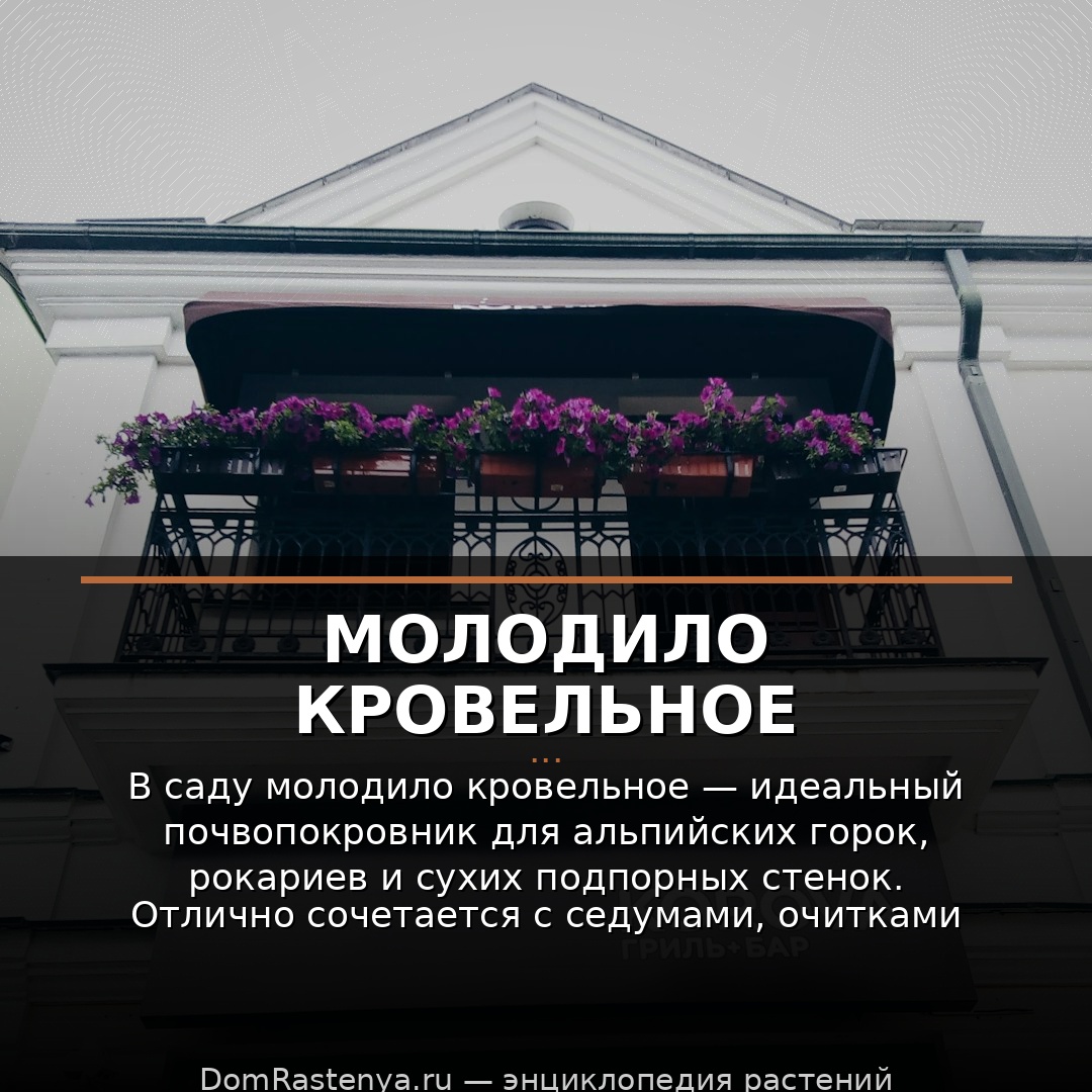 Молодило кровельное