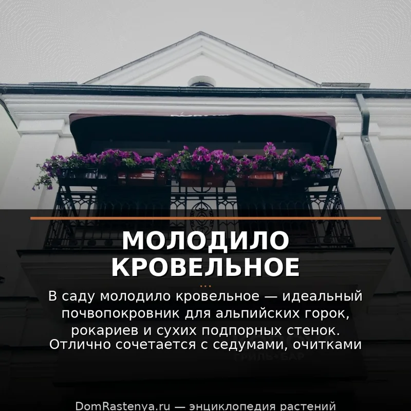 Молодило