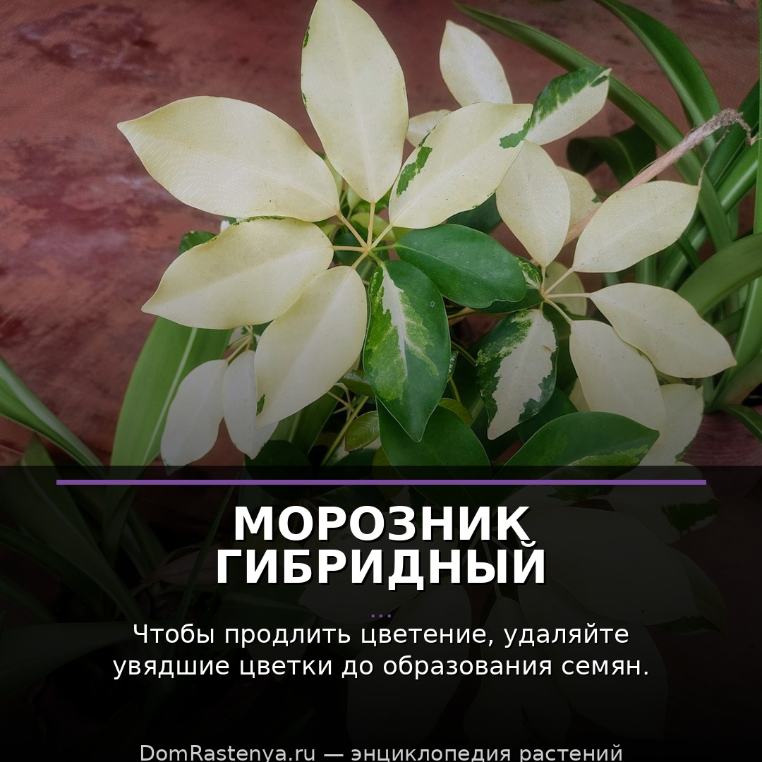Морозник гибридный