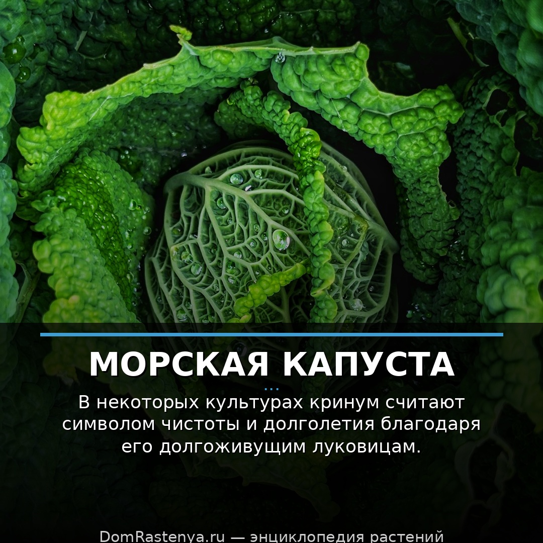 Морская капуста