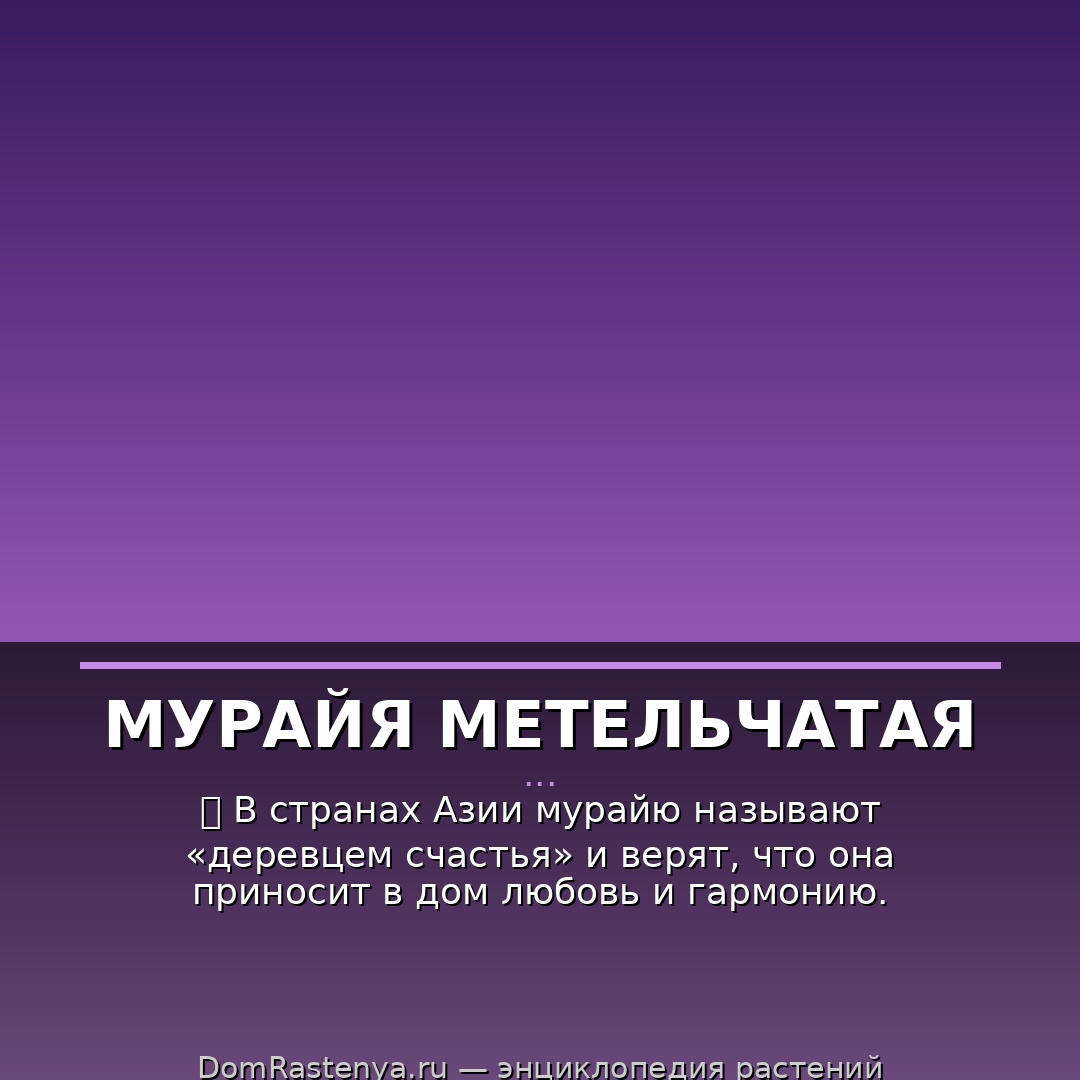 Мурайя метельчатая