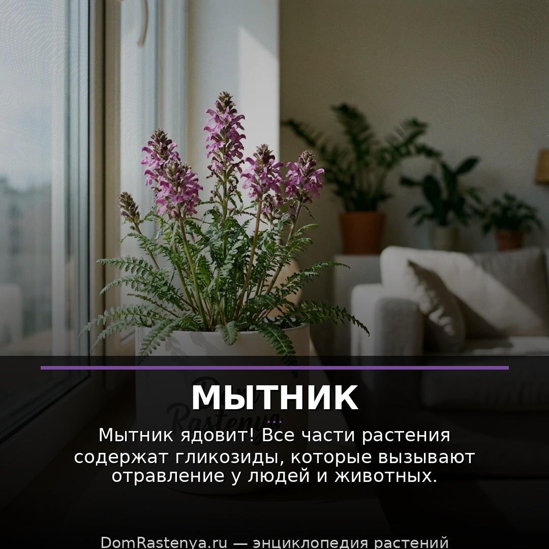 Мытник