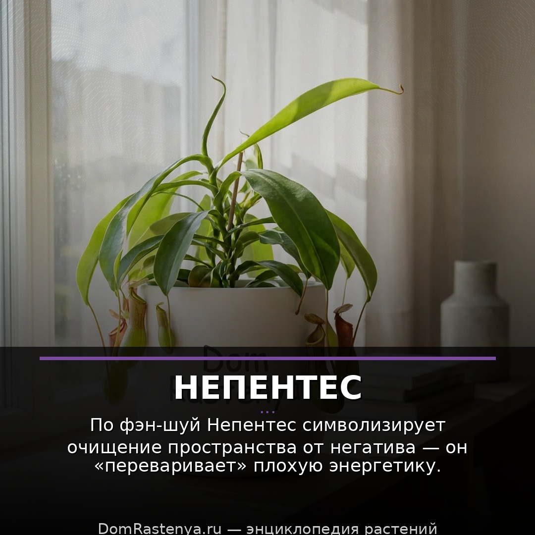 Непентес
