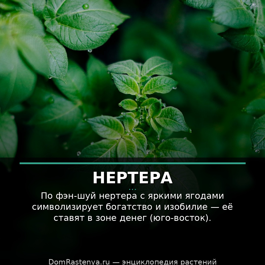 Нертера