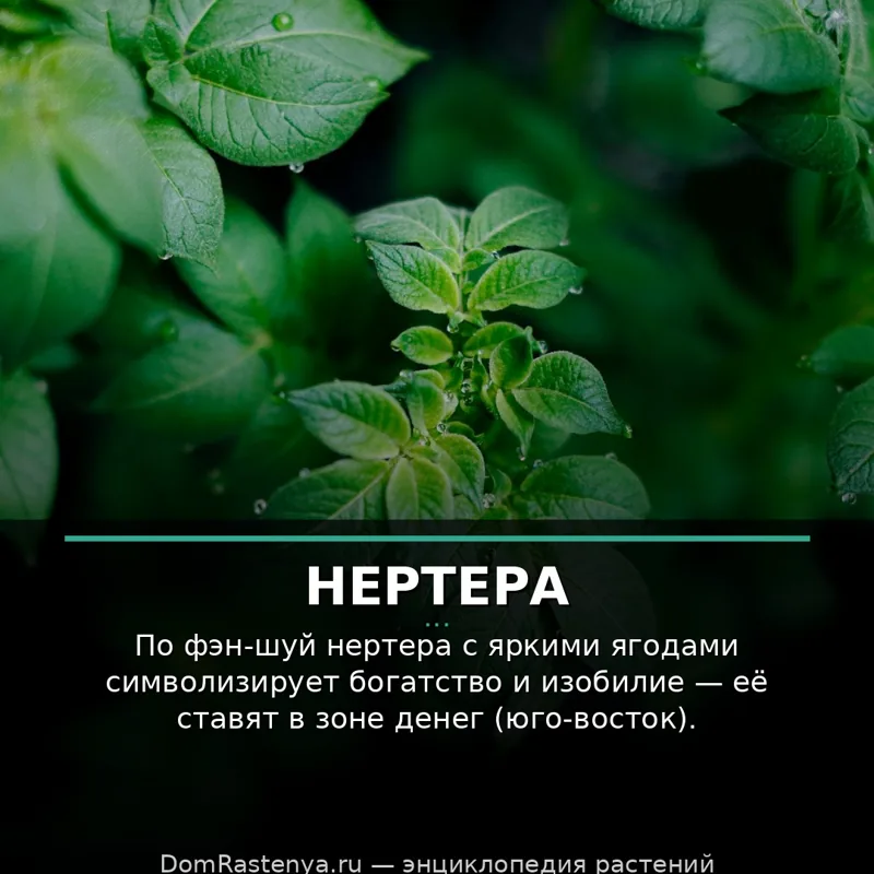 Нертера