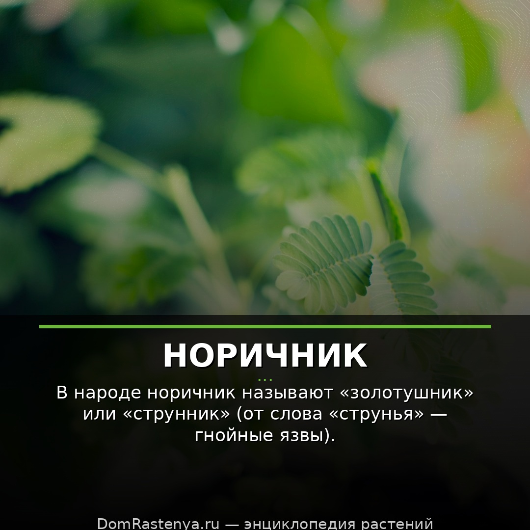 Норичник