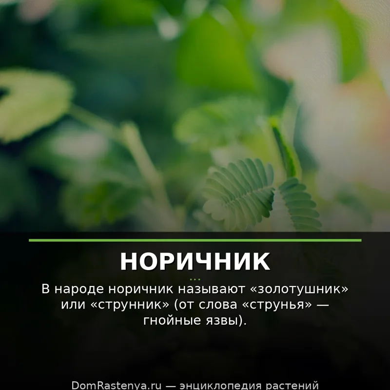 Норичник