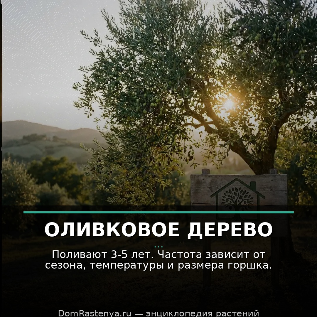 Оливковое дерево