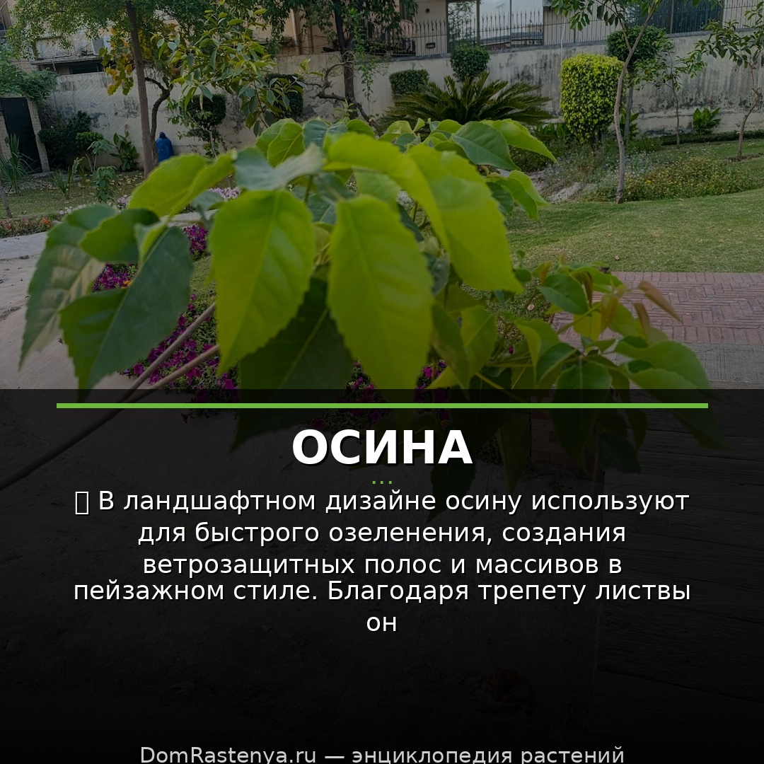 Осина