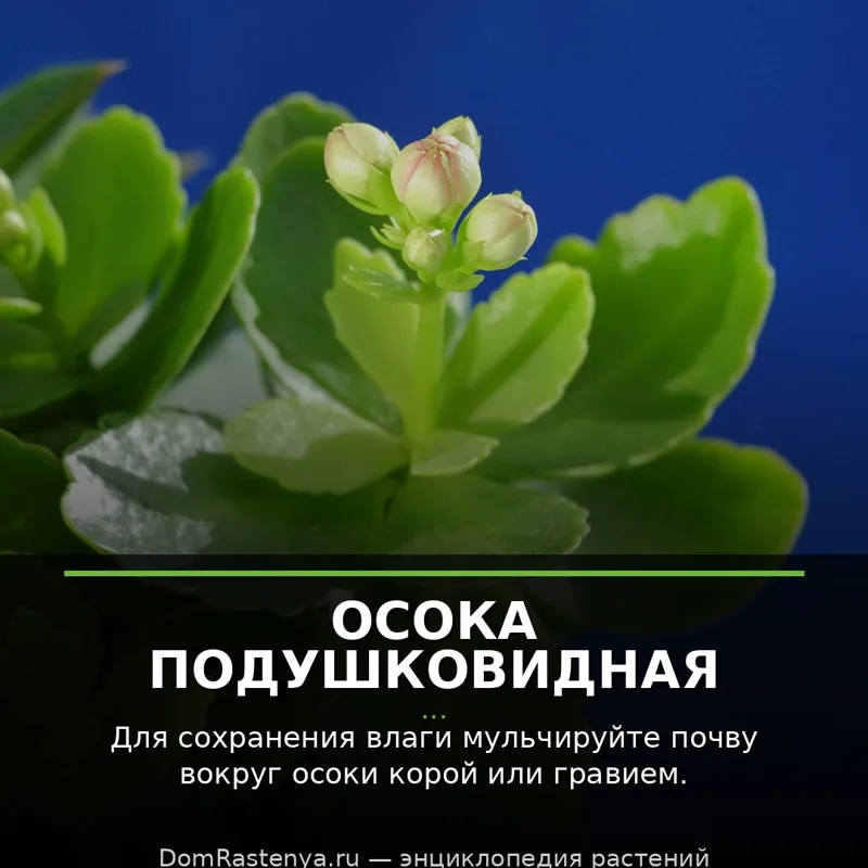 Осока подушковидная