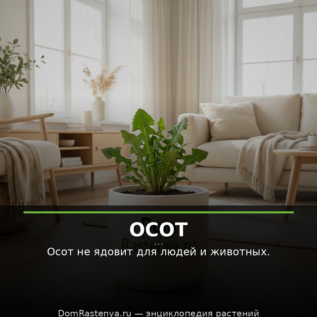 Осот