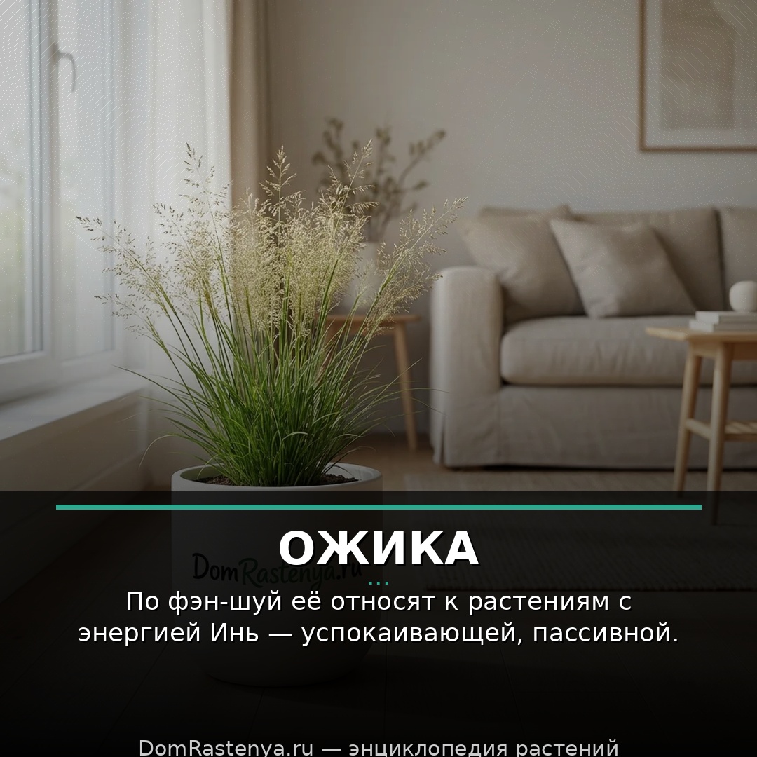 Ожика