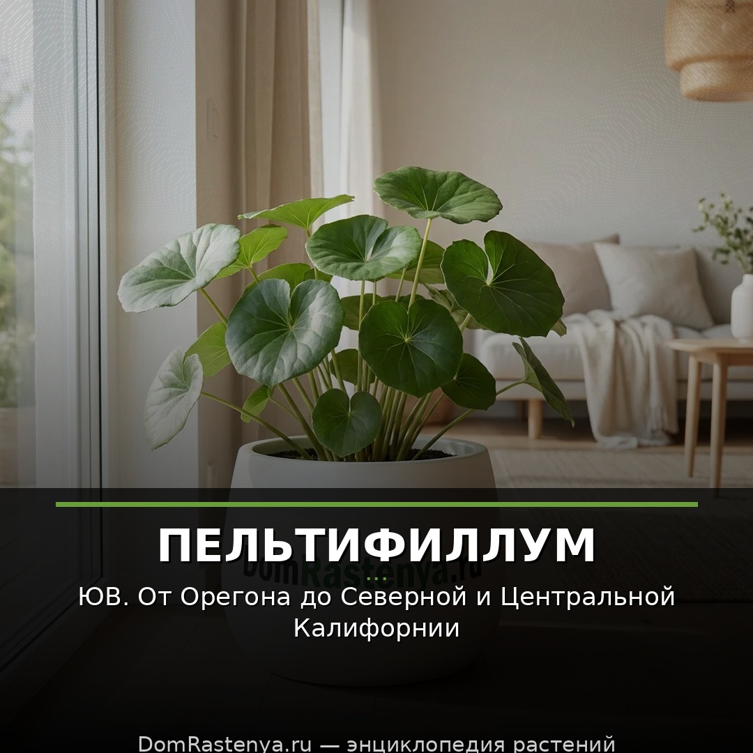 Пельтифиллум
