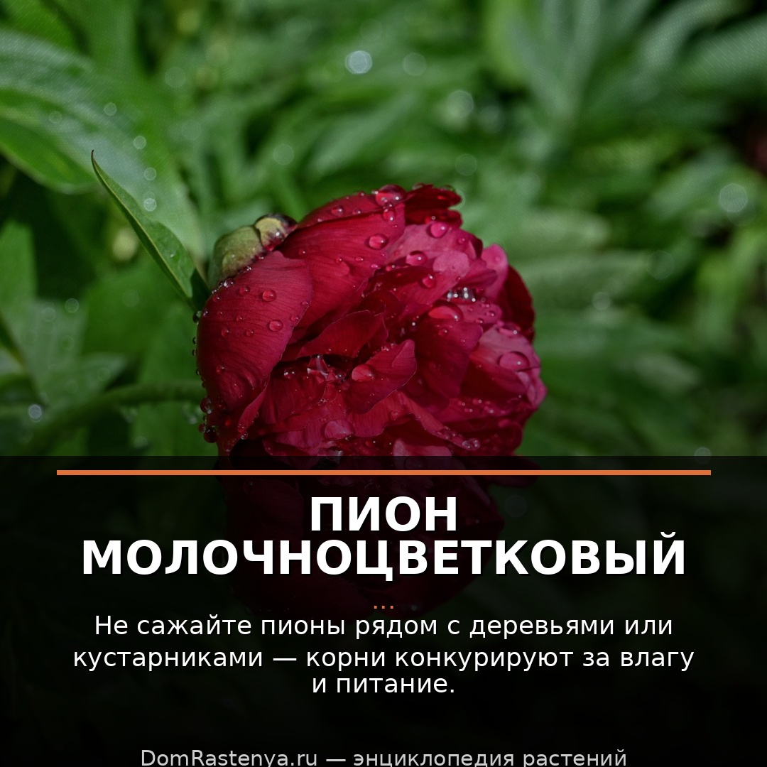 Пион молочноцветковый