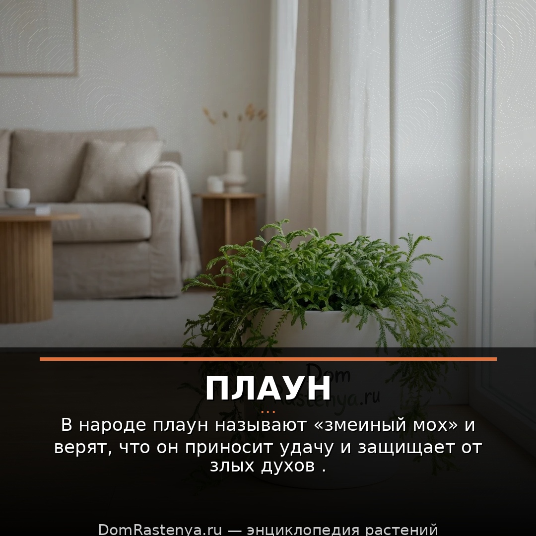 Плаун