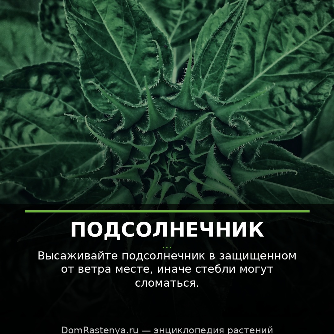 Подсолнечник
