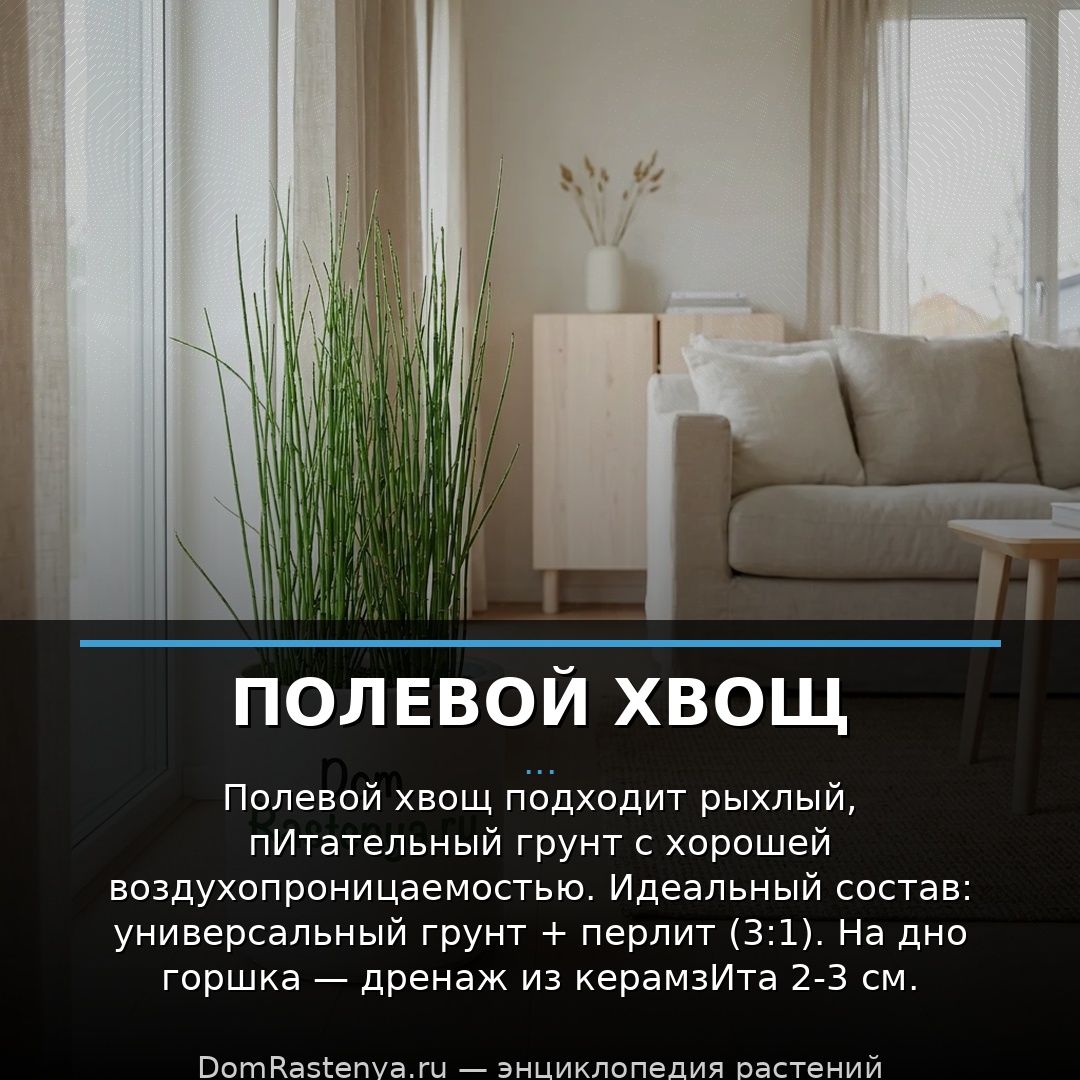 Полевой хвощ