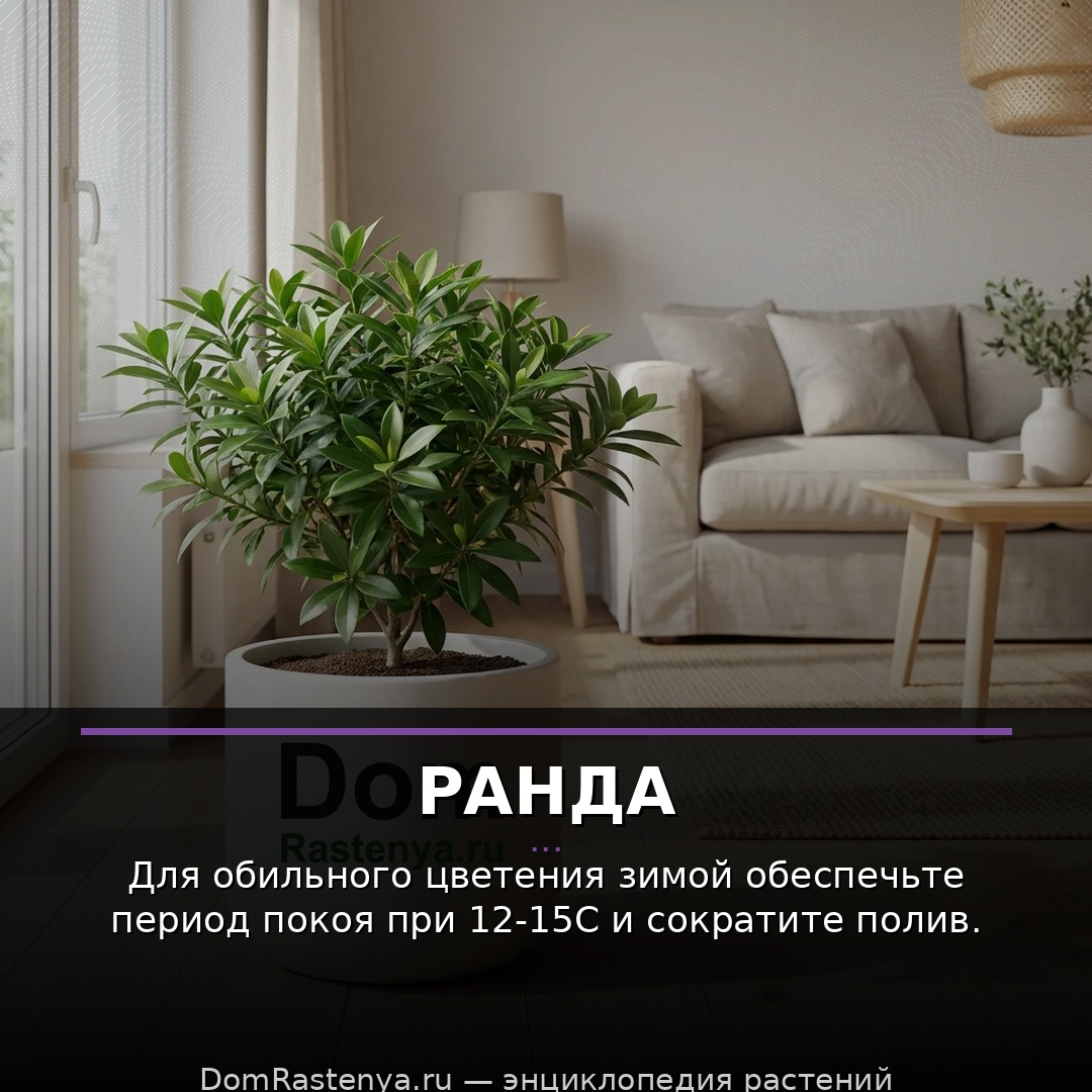 Ранда